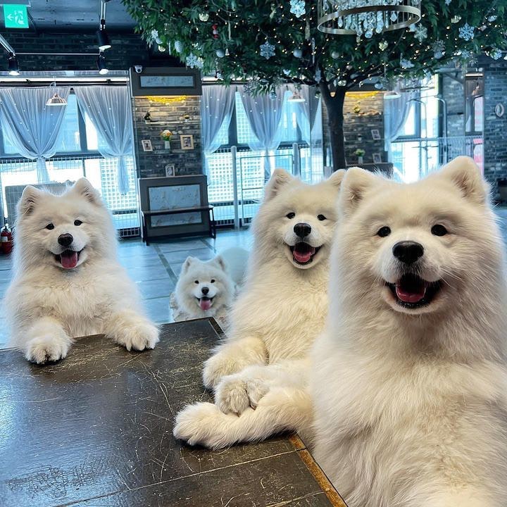 dogs so cute that could save the world (@dogssaveworld) on Twitter photo 