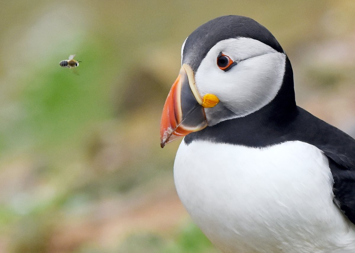 As it's Friday, I'm asking all my followers to please retweet (and comment) on this post if you see it, to help my bird account be seen!🙏🐦
 To make it worth sharing, Here's a Puffin and a Bee having a face-off! 😁😍 
 Thank you very much!😊♥️