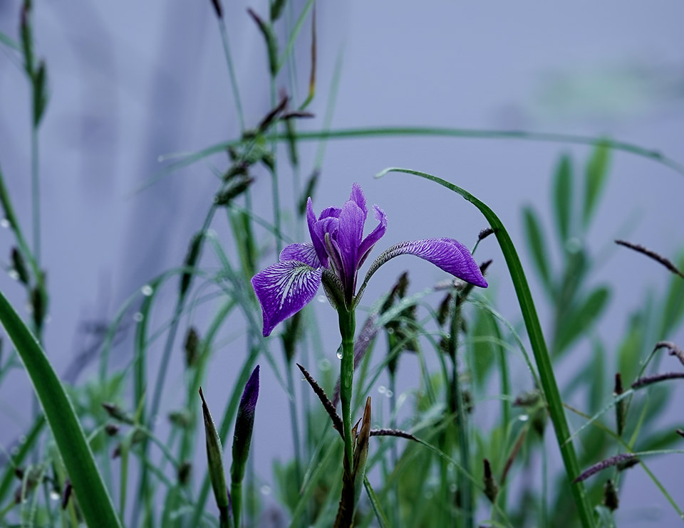 WildAdks's tweet photo. In our area, Blue Flag Iris flowers from mid-June to mid-July. Blue Flag, Heron Marsh, Paul Smith’s College VIC, Franklin County, Ny (7 June 2024). https://t.co/G9D3At7VPN
#blueflagiris #Adirondackwildflowers #SpringWatchAdirondacks #adirondackwetlands #pscvic @pscvic https://t.co/cxhdawUeXq
