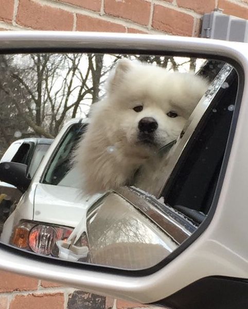 dogssaveworld's tweet photo. Cute window face ✨💛 https://t.co/6Vpd3Lb69D