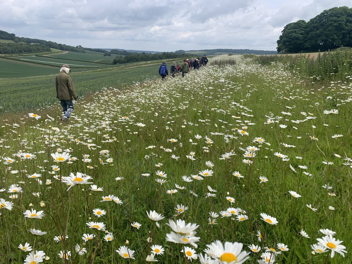 A big thx to Ben and team <a href="/Gamekeeper10/">Adam🇬🇧🏴󠁧󠁢󠁥󠁮󠁧󠁿</a>  at Godmersham, John <a href="/Sandwichbirdobs/">SBBOT</a> &amp; <a href="/andrefarrar/">Andre Farrar</a> for a superb morning for our east kent downs farmers learning all about barn owl conservation &amp; showcasing the farm's impressive work for breeding lapwing, turtle dove, grey part &amp;more🦉