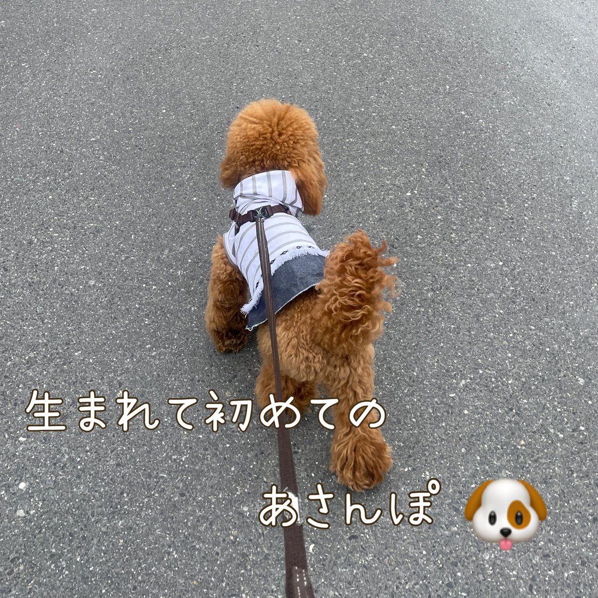 kei_bornfrom's tweet photo. #あさんぽ
暑くなりそう💦水分補給して乗り切ろう🥤

 #likeme #ハンドメイド #布小物
 #犬 #犬服  #トイプードル  #タイニー は何処へw https://t.co/99jWG3I3he