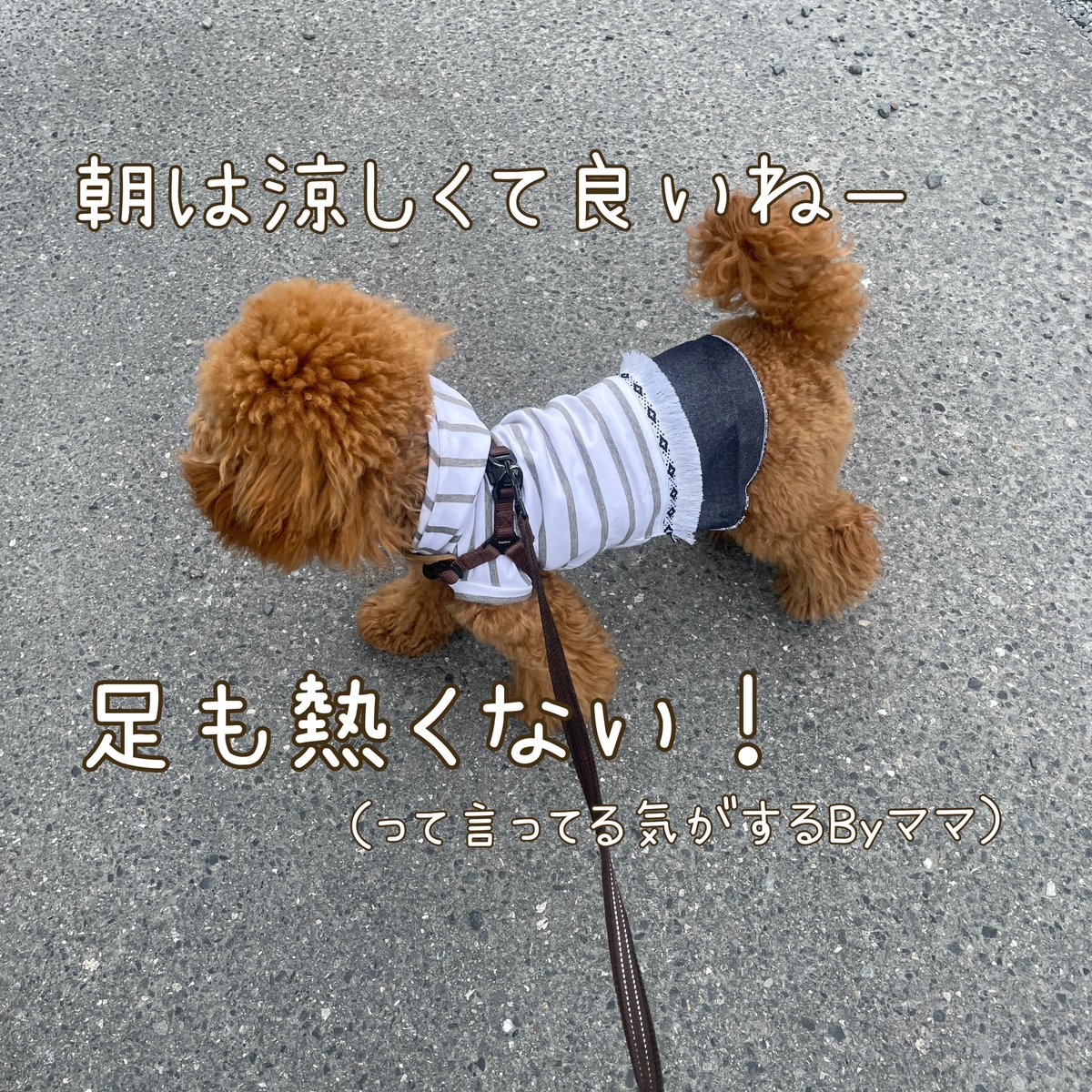kei_bornfrom's tweet photo. #あさんぽ
暑くなりそう💦水分補給して乗り切ろう🥤

 #likeme #ハンドメイド #布小物
 #犬 #犬服  #トイプードル  #タイニー は何処へw https://t.co/99jWG3I3he