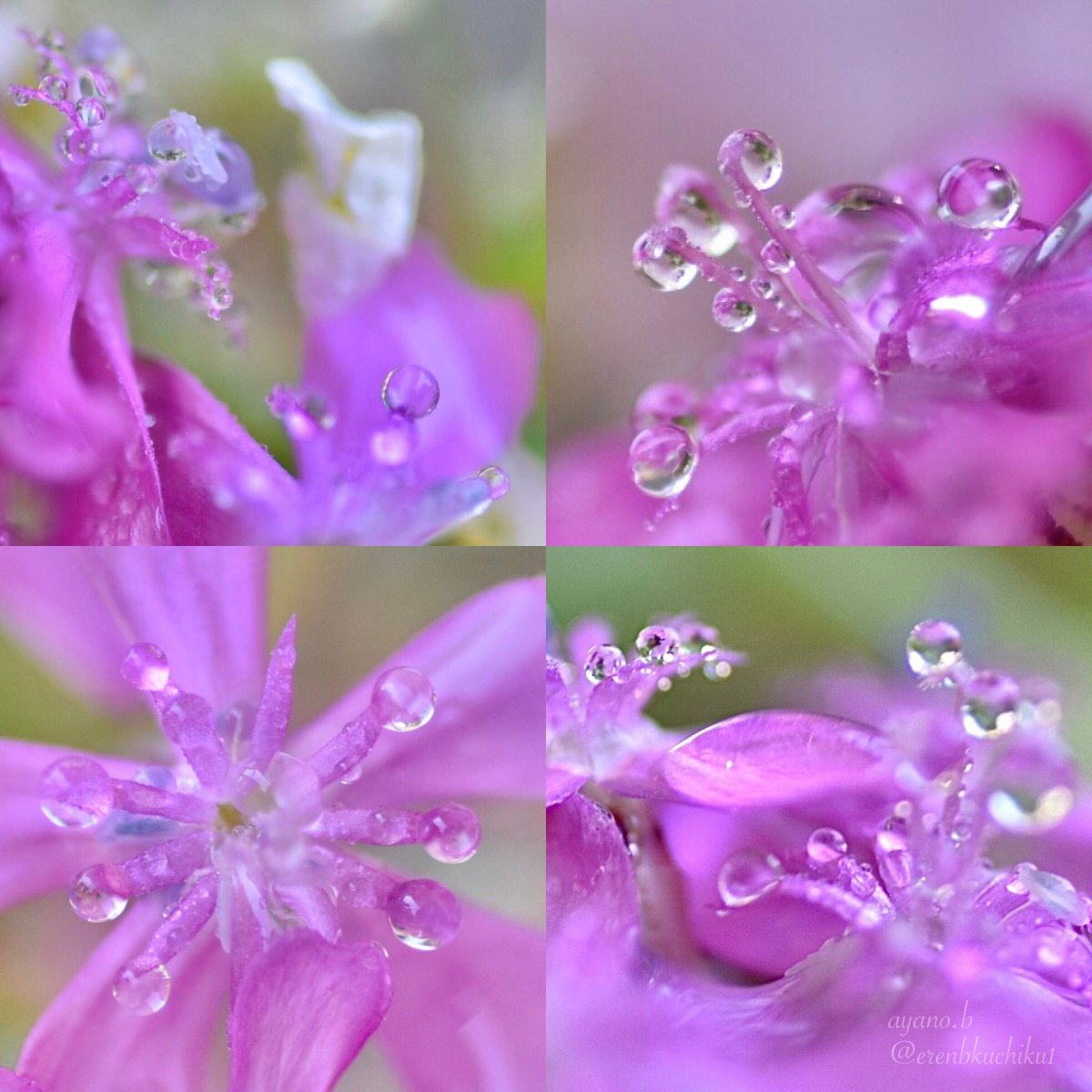 erenbkuchiku1's tweet image. 花と水滴

#waterdrop #SweetWilliamCatchfly