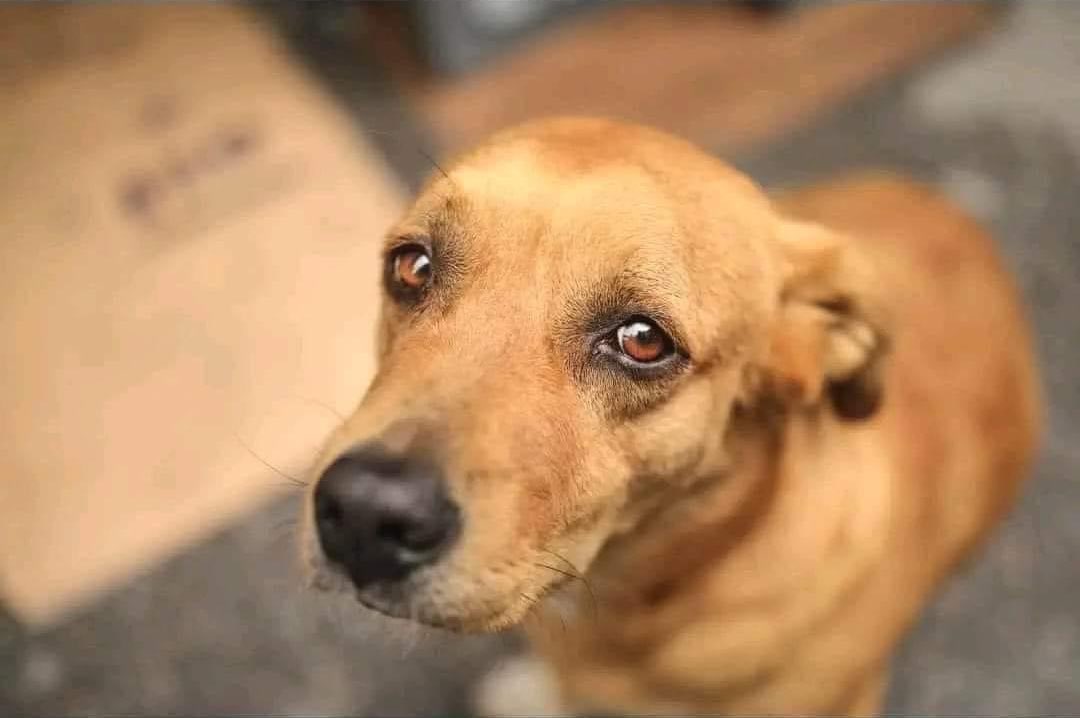 DiloConPerritos's tweet photo. Trata a los perritos de la calle como si el tuyo se perdiera y no hubiera regresado a casa. https://t.co/w2xAEqDqII