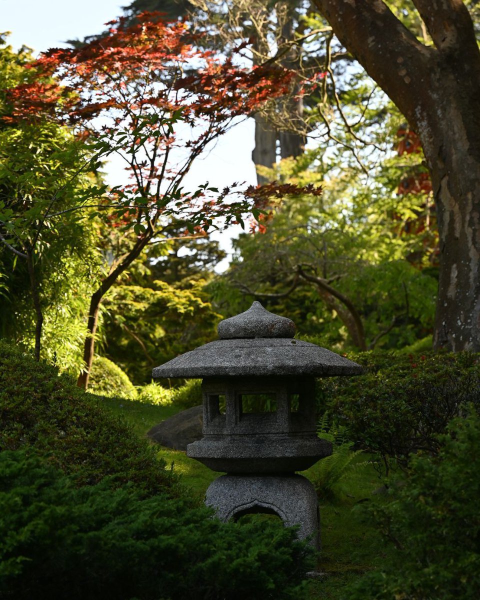Japanese Tea Garden tweet media