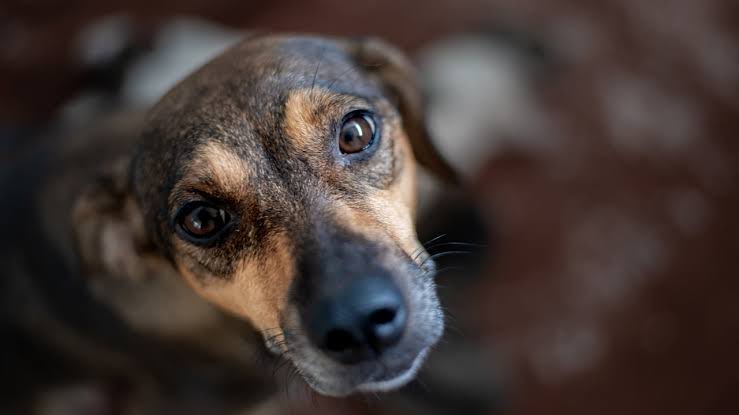 Trata a los perritos de la calle como si el tuyo se perdiera y no hubiera regresado a casa.