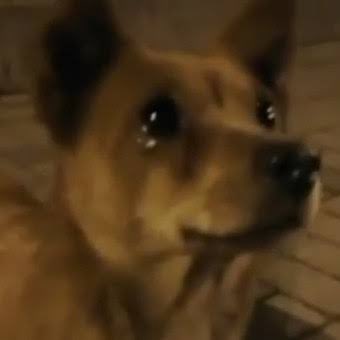 DiloConPerritos's tweet photo. Trata a los perritos de la calle como si el tuyo se perdiera y no hubiera regresado a casa. https://t.co/w2xAEqDqII