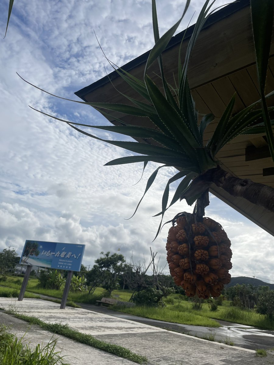 パイナップルじゃないよ、
アダンだよ🍍
in奄美大島
