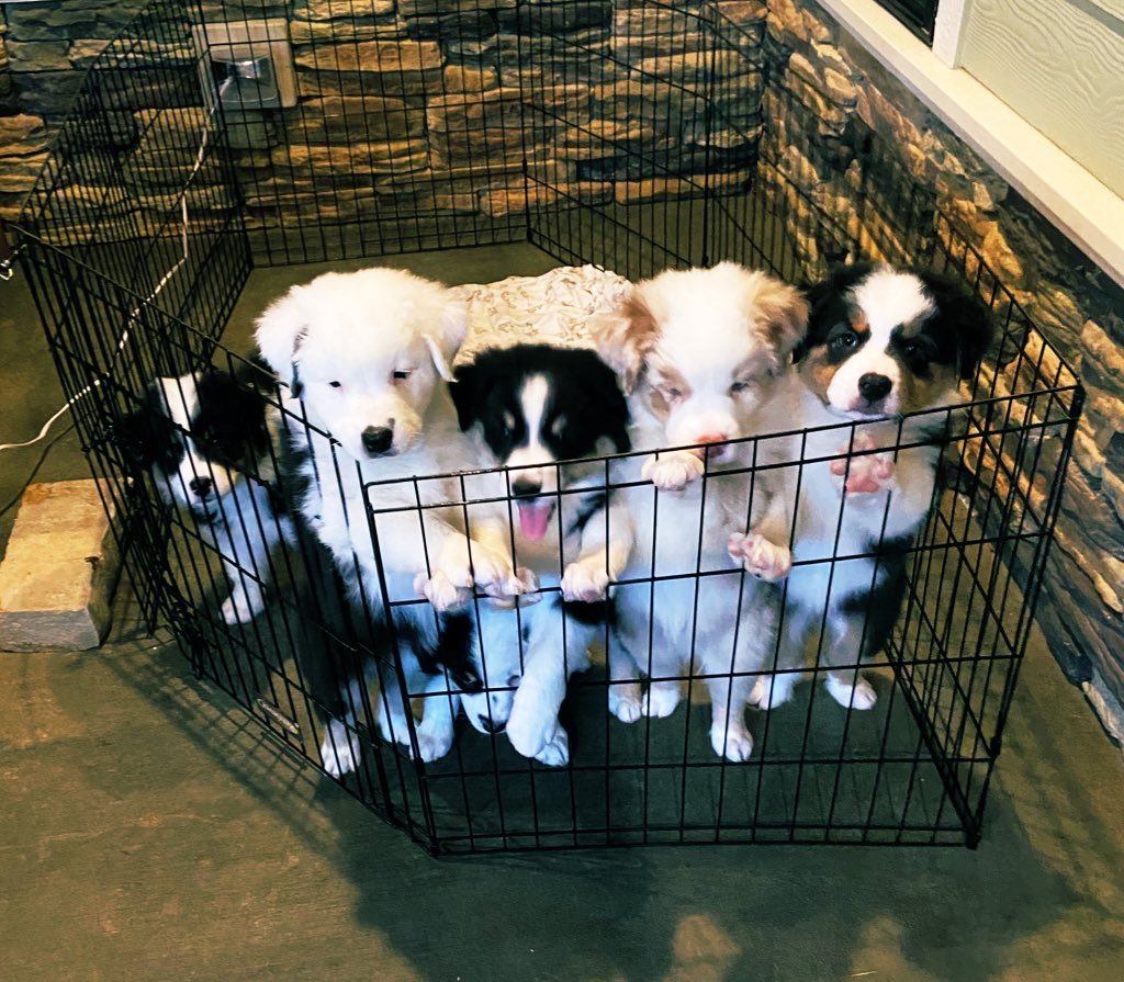 Mike Richardson tweet media