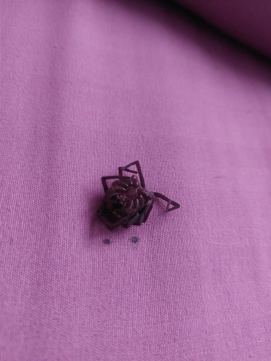 Jackie_MerYT's tweet photo. Hola @Arachno_Cosas , amanec�� con esta araña en mi cama (así ya estaba, panza arriba). Podrías decirme si me tengo que preocupar 😖? https://t.co/JR3ZwynmAo
