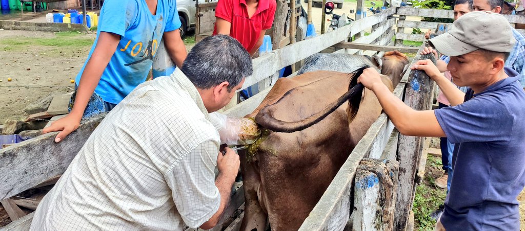 Agricultura_CZ4's tweet photo. #Manabí| Participamos en capacitación con productores pecuarios del cantón #Olmedo, sobre estabilización genética de bovinos adaptados al trópico de la provincia, el propósito del mejoramiento genético es optimizar los porcentajes de fertilidad del hato
#ElNuevoEcuadorResuelve 🇪🇨 https://t.co/wM4i61w4bM