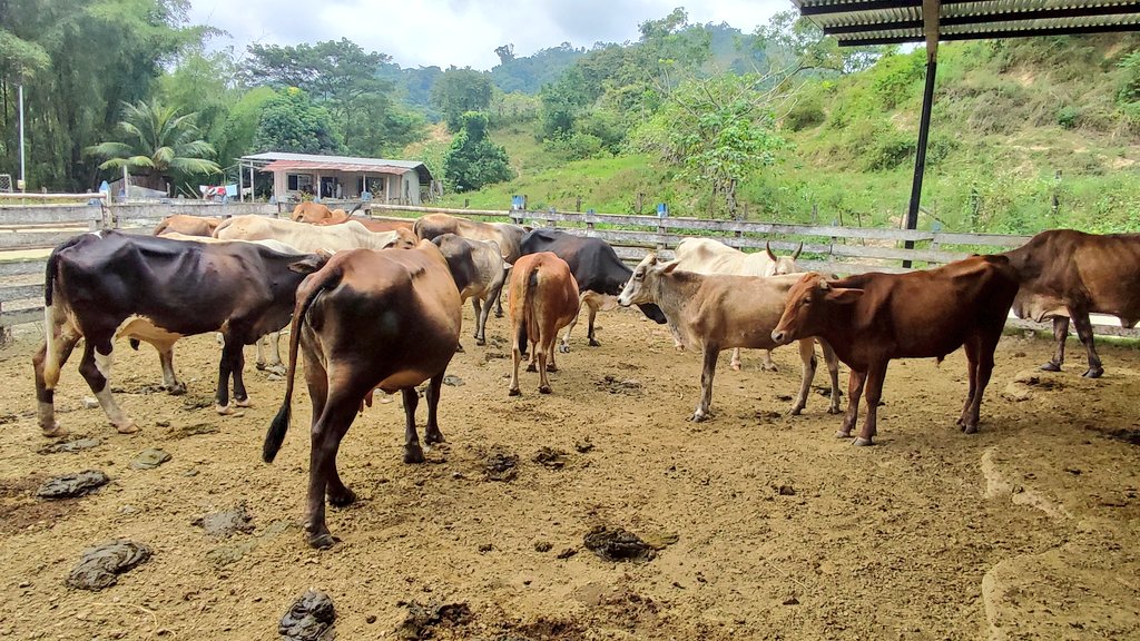 Agricultura_CZ4's tweet photo. #Manabí| Participamos en capacitación con productores pecuarios del cantón #Olmedo, sobre estabilización genética de bovinos adaptados al trópico de la provincia, el propósito del mejoramiento genético es optimizar los porcentajes de fertilidad del hato
#ElNuevoEcuadorResuelve 🇪🇨 https://t.co/wM4i61w4bM