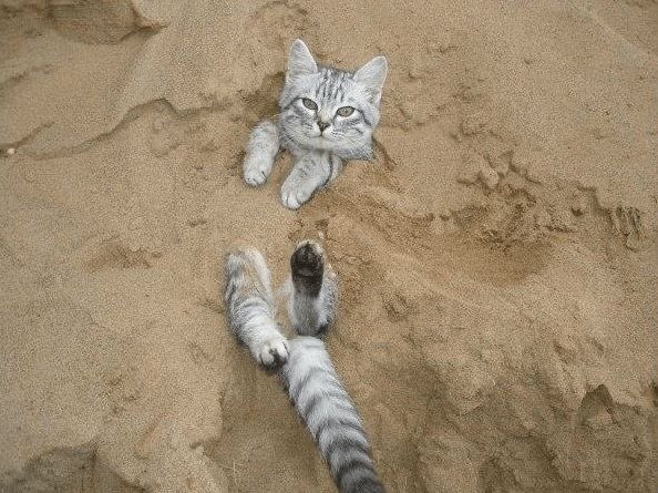 Lancelot Du Lac 🏰🤺⚔️ (@nameislancelot) on Twitter photo 