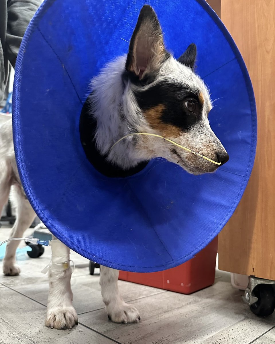 15outof10's tweet photo. Aleppo Pepper had his emergency surgery! He learned a lesson: corn cobs are tasty, but not for eating.

His survival was only possible thanks to your help! We're still blown away that 356 supporters funded his care in less than two hours today. We'll share more pupdates here ❤️‍🩹 https://t.co/OEYrjBhxur