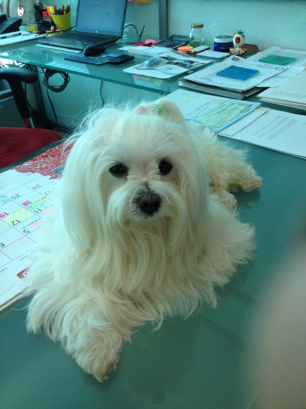 Christian Daes tweet media