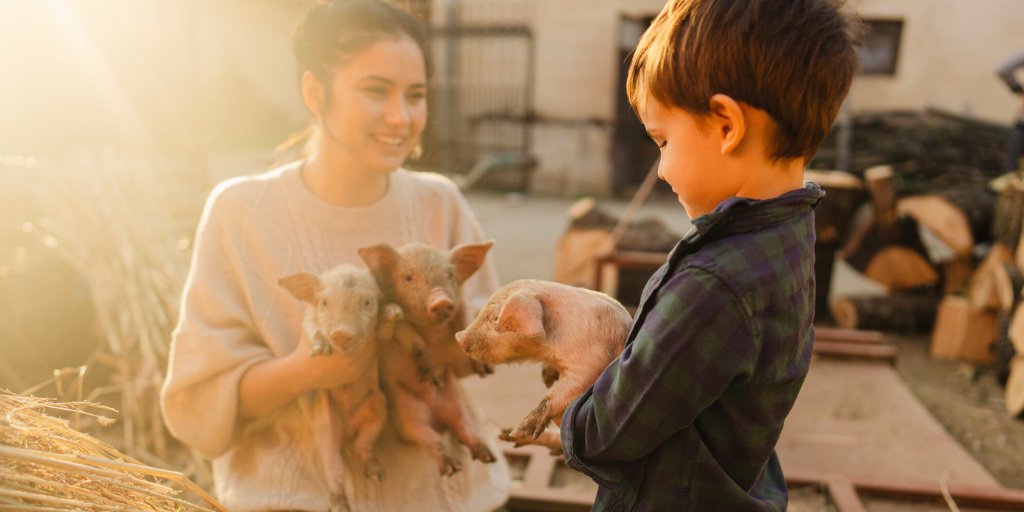 RedoxTweet's tweet photo. Did you know that yeast supplements, including live yeast, yeast cell walls, MOS, and β-glucans, can significantly enhance pig gut health and overall performance?

read more here: https://t.co/h8KNT1nxwm https://t.co/b9fBqWbI8O