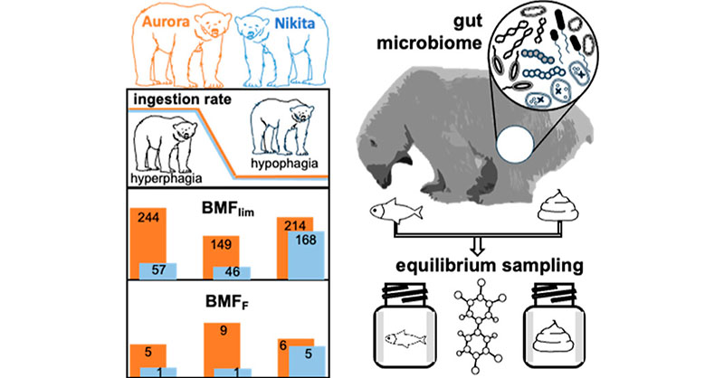 EnvSciTech's tweet photo. Using the noninvasive equilibrium sampling method, scientists of @UTSC_DPES determined BMFlim and BMFF of PCBs in polar bears and found that #biomagnification varied between individuals and within the same individual over time. @WaniaGroup
Read in ES&T: https://t.co/q8jI7WXQXG https://t.co/WFKE9yBFHN