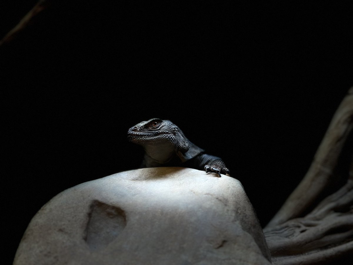 blackdominoe's tweet photo. I've been so burnt out from work, I decided to tap out of RenderATL. For my mental health, I decided to relax, catch up on sleep, and visit the @GeorgiaAquarium. Viewing and photographing nature was so therapeutic. #ShotOniPhone #iPhone14Pro https://t.co/ouZLY8BdGA
