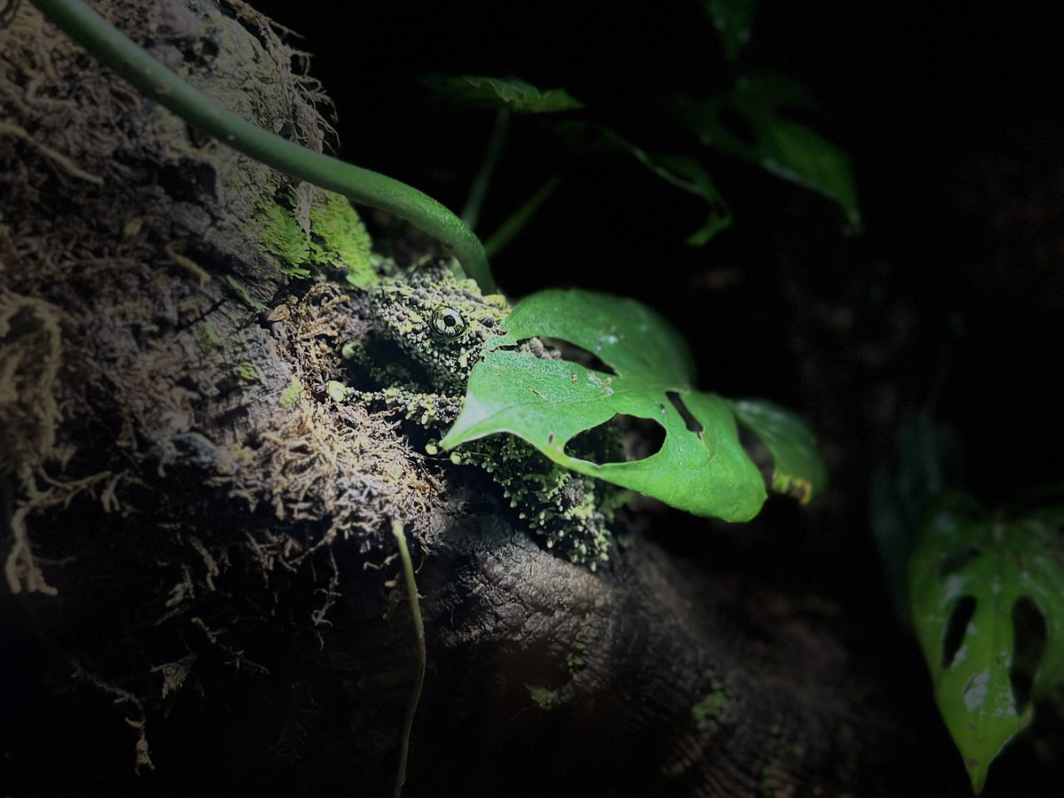 blackdominoe's tweet photo. I've been so burnt out from work, I decided to tap out of RenderATL. For my mental health, I decided to relax, catch up on sleep, and visit the @GeorgiaAquarium. Viewing and photographing nature was so therapeutic. #ShotOniPhone #iPhone14Pro https://t.co/ouZLY8BdGA