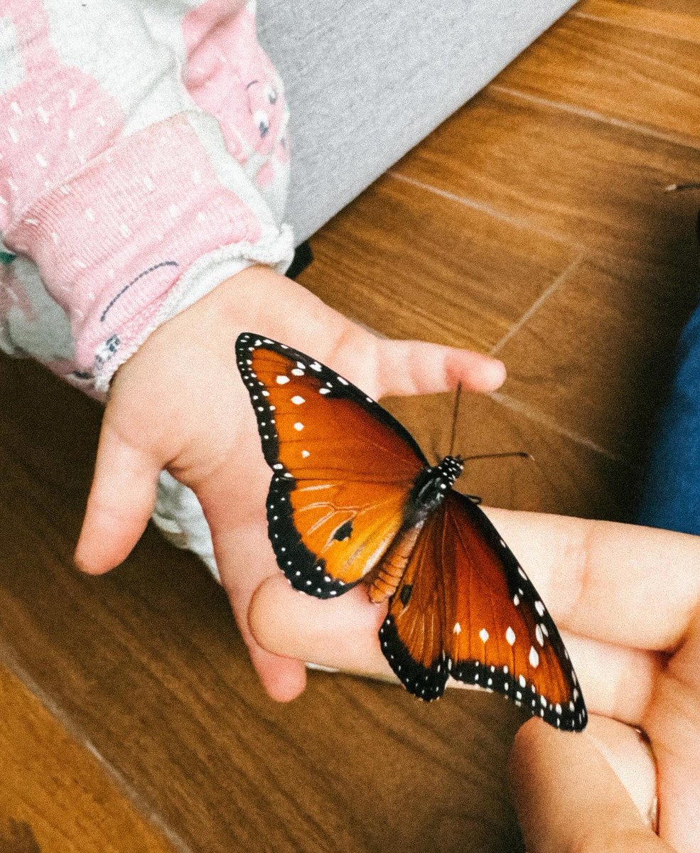 Hello butterfly 🦋