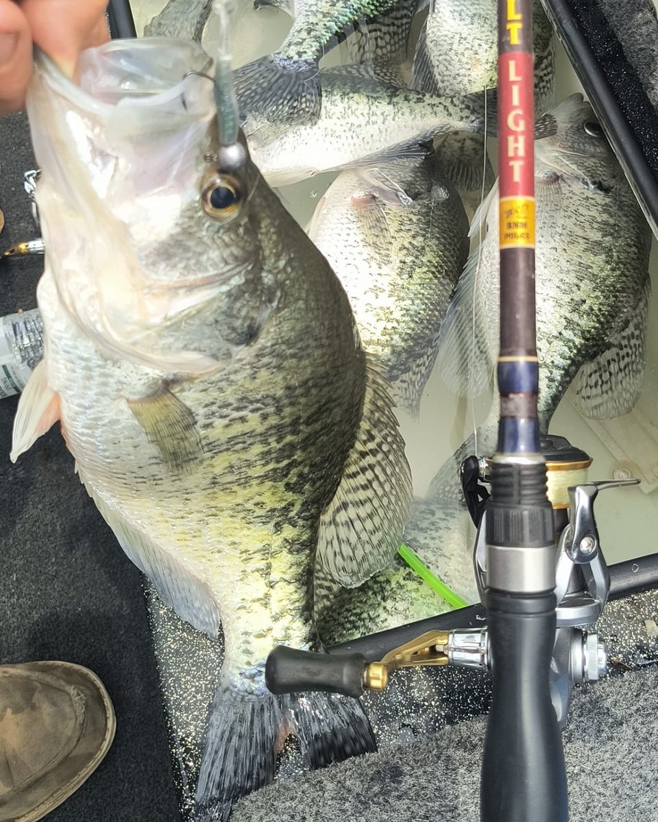 CrappieNow's tweet photo. The Tiny Dancer from Crappie Magnet is a great way to imitate those spawning shad and reel in a full load of post-spawn crappie like Scott Bunch! Check them out at https://t.co/HM45hnVExk.
#CrappieMagnet #Crappie #ShadSpawn #TinyDancer #SummerFishing https://t.co/SwtSIQXxri