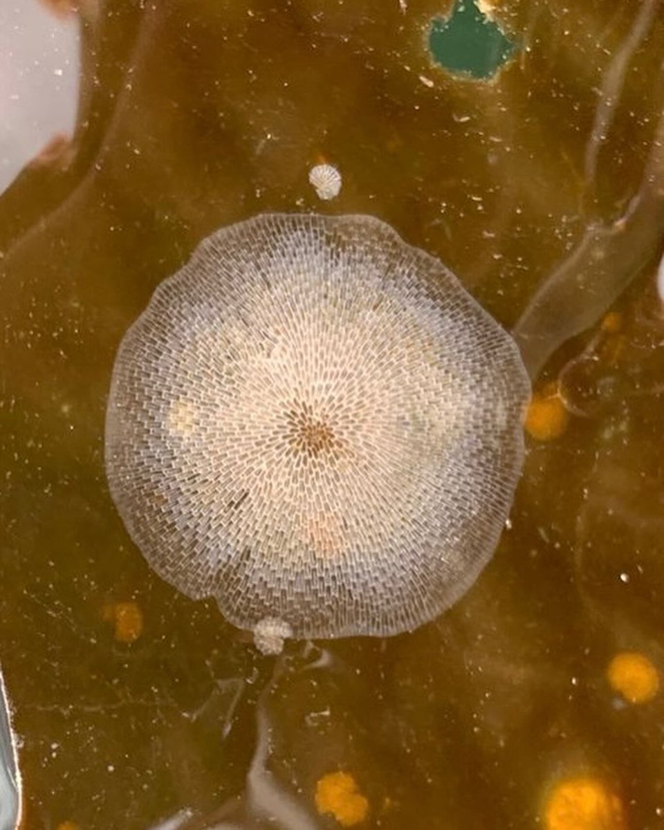 Field research for my PDF with <a href="/UVicSpectral/">Spectral remote sensing lab</a> and @AnneKSalomon is in full swing! The last 6 wks have been a whirlwind of beautiful travel along the BC coast as we work with First Nations and other researchers to evaluate drivers of kelp-encrusting bryozoans. My heart is so full.