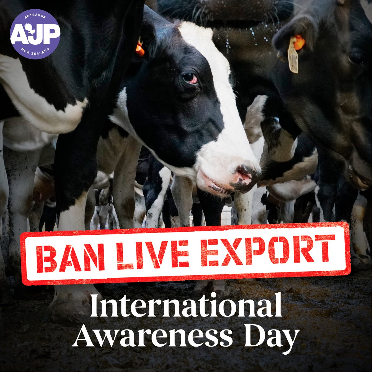 AnimalPartyNZ's tweet photo. Today as we mark Ban Live Exports Awareness Day we remind you that it does not make ethical or economic sense to go backwards by repealing our world leading ban on live exports.
LAST DAY to sign the petition (closes 11.59pm Friday): https://t.co/Da4uXsYBRj
#ProtectTheBan #AJP https://t.co/OekAeoziRF