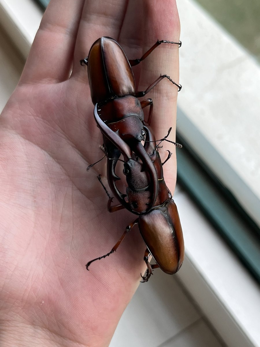 Mmmmiaoa's tweet photo. Prosopocoilus astacoides 
X 
Prosopocoilus inclinatus https://t.co/hSL3eQ9Sv2
