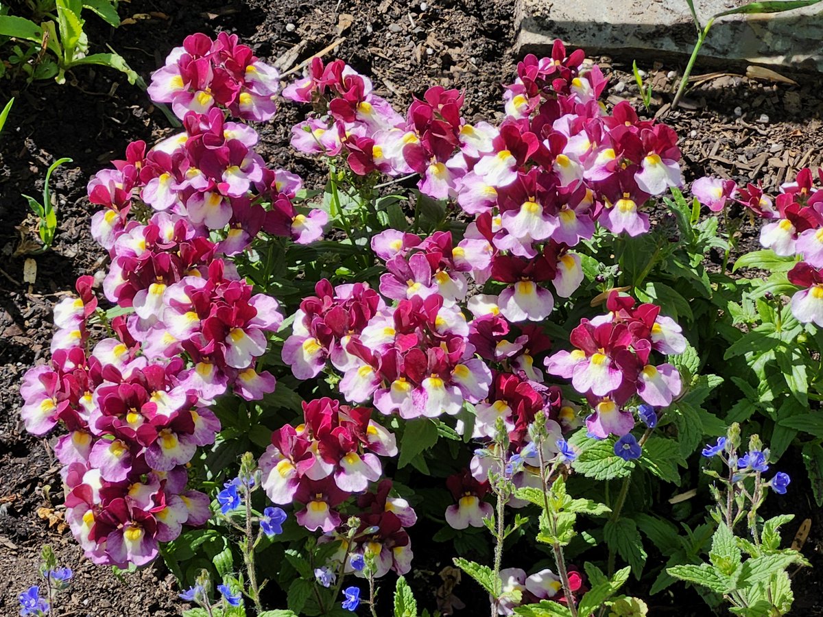 WalkingCalgary's tweet image. My last Front Yard Flowers and Plants that will be originating from #Highwood

#Calgary  #yyc