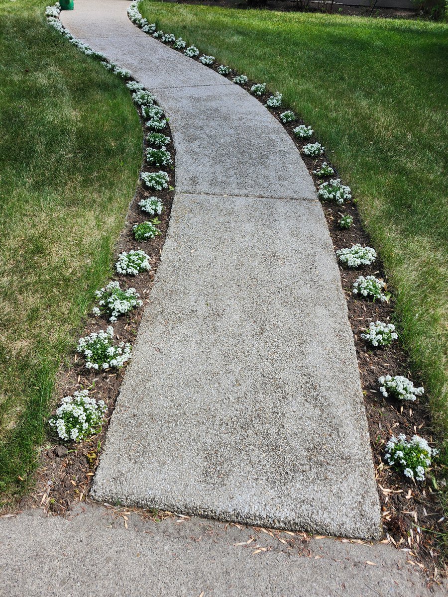 WalkingCalgary's tweet image. My last Front Yard Flowers and Plants that will be originating from #Highwood

#Calgary  #yyc
