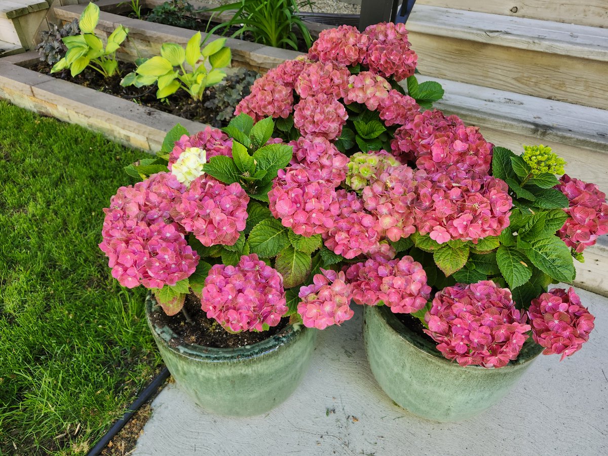 WalkingCalgary's tweet image. Front Yard Flowers and Plants from #Highwood

#Calgary  #yyc