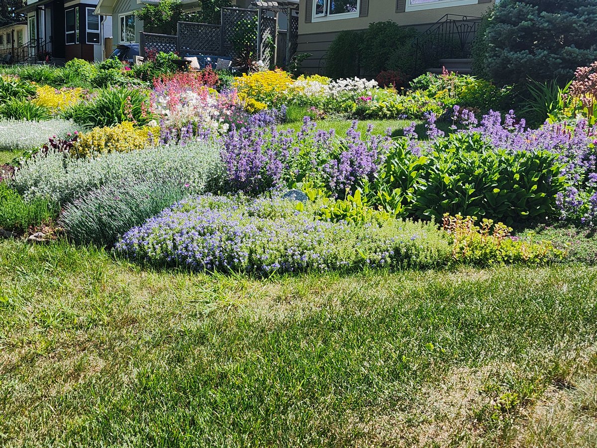 WalkingCalgary's tweet image. Front Yard Flowers and Plants from #Highwood

#Calgary  #yyc