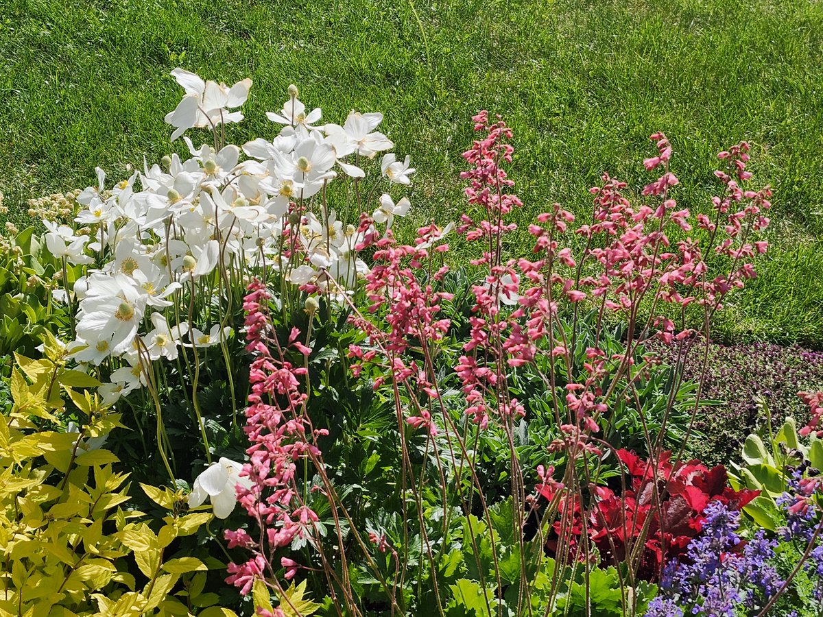 WalkingCalgary's tweet image. Front Yard Flowers and Plants from #Highwood

#Calgary  #yyc