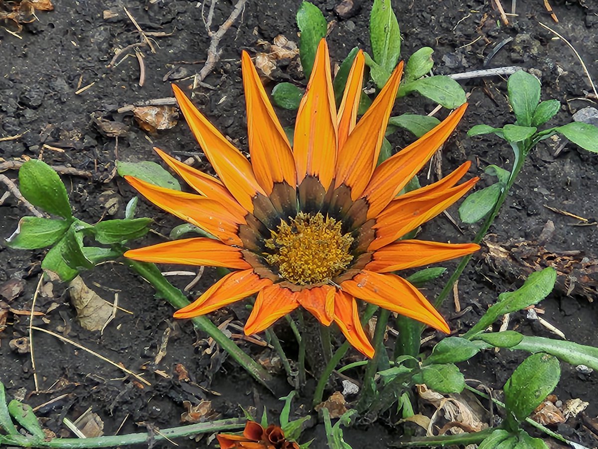 WalkingCalgary's tweet image. My last Front Yard Flowers and Plants that will be originating from #Highwood

#Calgary  #yyc