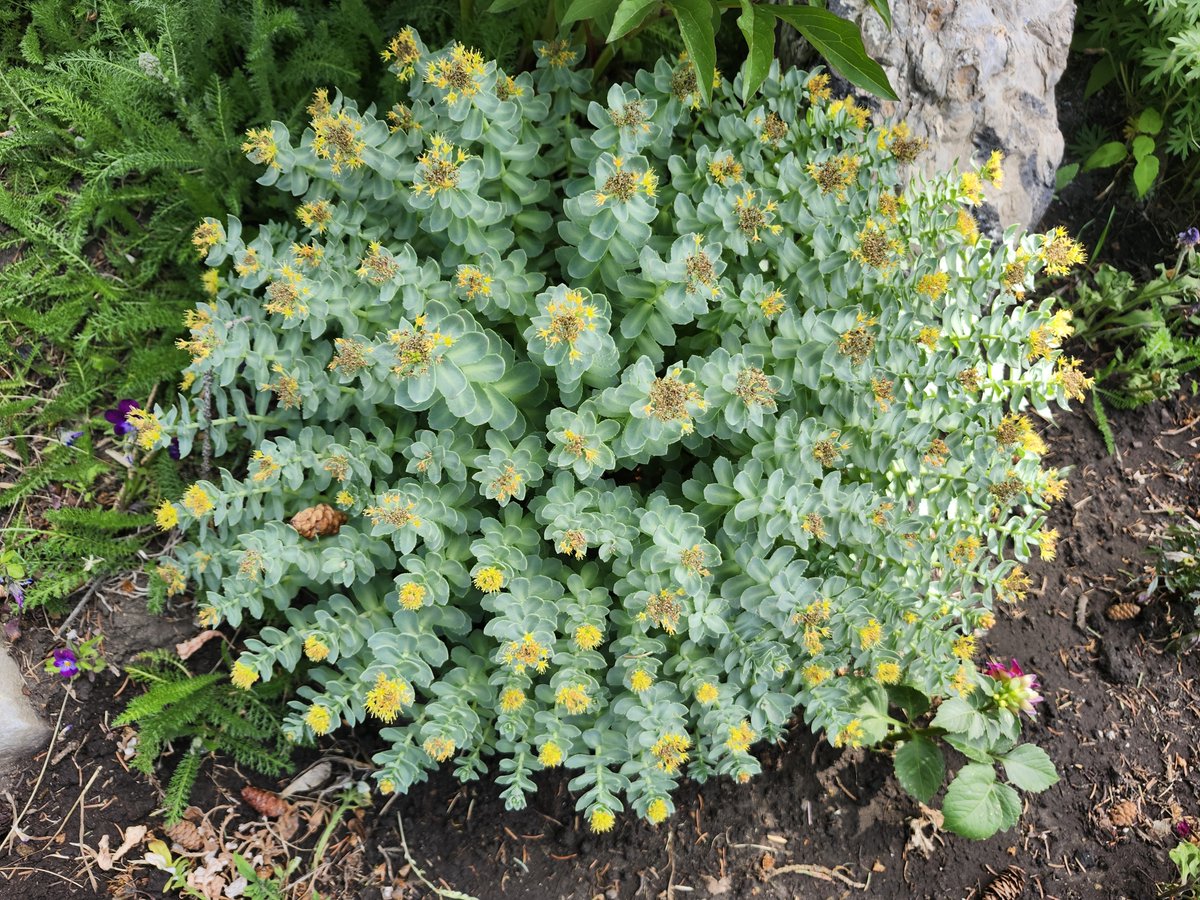 WalkingCalgary's tweet image. My last Front Yard Flowers and Plants that will be originating from #Highwood

#Calgary  #yyc