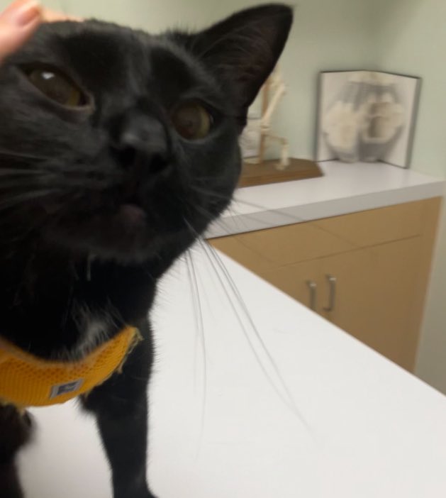 Official Basiltux! tweet media