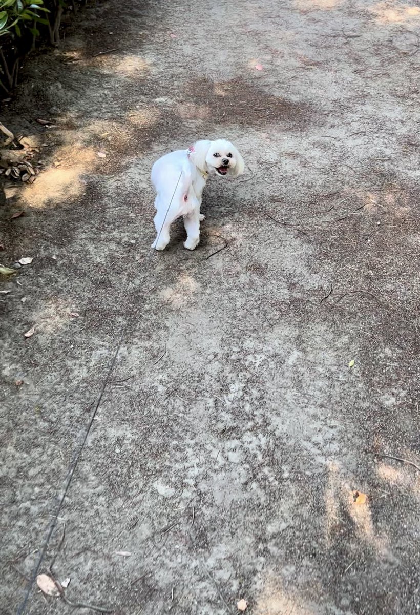 fuwago's tweet photo. 朝散歩楽しっ🐶
 #愛犬  #お散歩 https://t.co/Sy7s81wctP