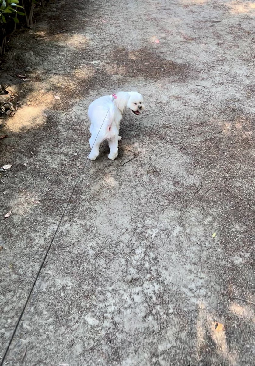 fuwago's tweet photo. 朝散歩楽しっ🐶
 #愛犬  #お散歩 https://t.co/Sy7s81wctP