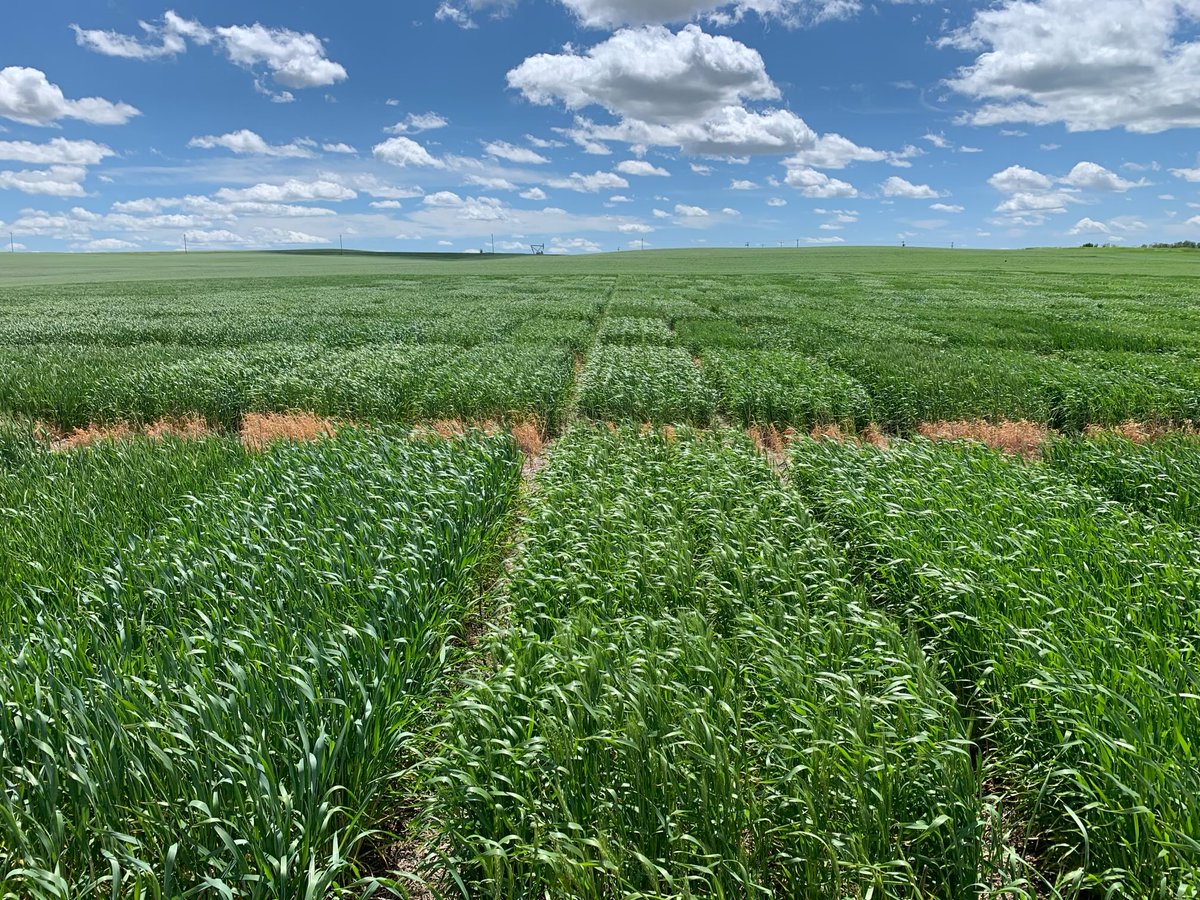 AdamLBray's tweet image. Harvesting wheat in the southern plains and waiting for it to flower in North Dakota, the life of a winter wheat breeder in the Great Plains!