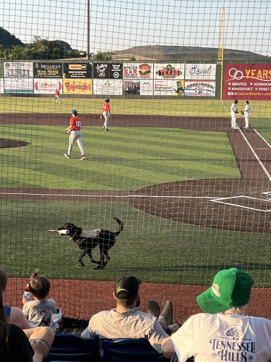 Dwaine_UTCIS's tweet photo. Nice night to cheer on the ⁦@JC_Doughboys⁩ #checkout Rocky the bat-dog! https://t.co/lbpOsQS4D0