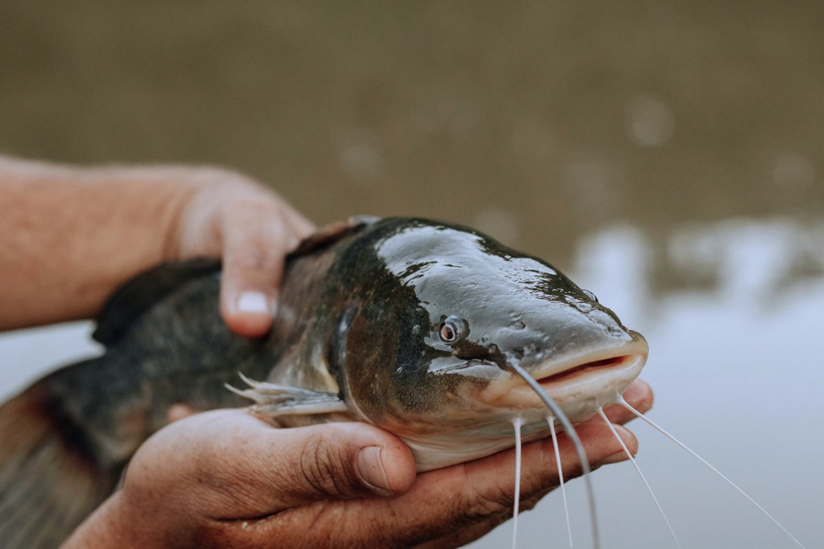 bestfishcare's tweet photo. 😮😮Catfish Fishing Guide | Everything you need to know 🥰🥰
#catfish #catfishmtv #fish #fishing #fishtank #fishlovers #fishphotography #fishingphotography #explor #uk #usa #canada #worldfishing #worldfish #world #new #newpost #fishtrap #fishingworld #foryou #fisheries https://t.co/LtJPoXZDUY