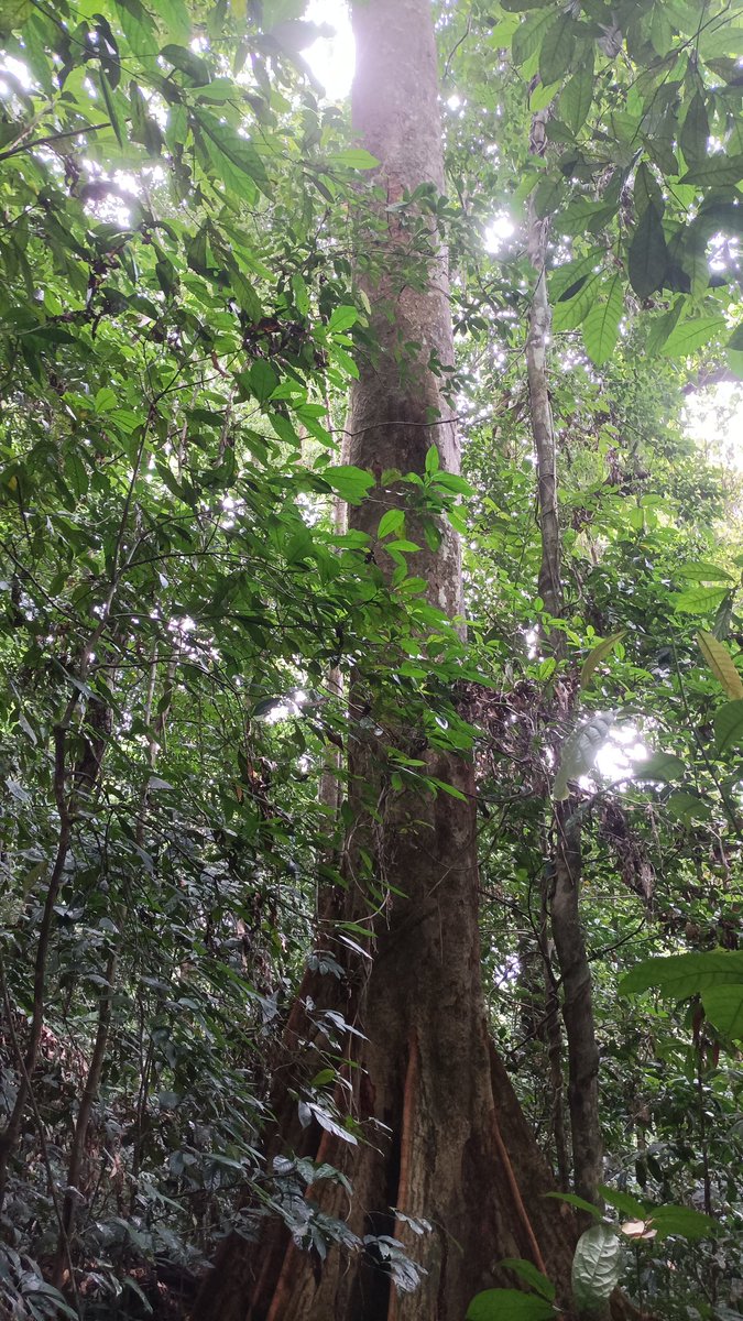 AbiluTangwa's tweet photo. Did you know that protecting our remaining forests is not just crucial for biodiversity, but also for mitigating climate change. Proper environmental management practices ensure a sustainable future for generations to come. Let's all do our part in preserving our planet's lungs https://t.co/Y6EKFbUJAZ
