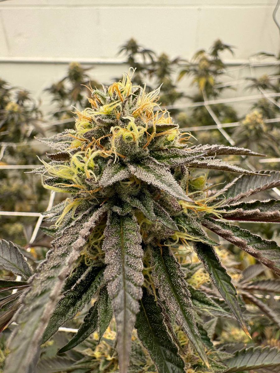 remo420wayne's tweet photo. Lemon cherries lookin husky 🍒 https://t.co/9om1m2exnK