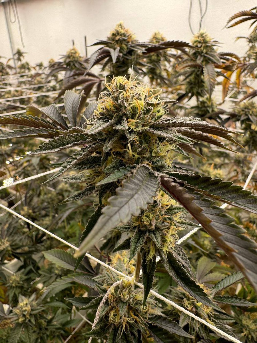 remo420wayne's tweet photo. Lemon cherries lookin husky 🍒 https://t.co/9om1m2exnK