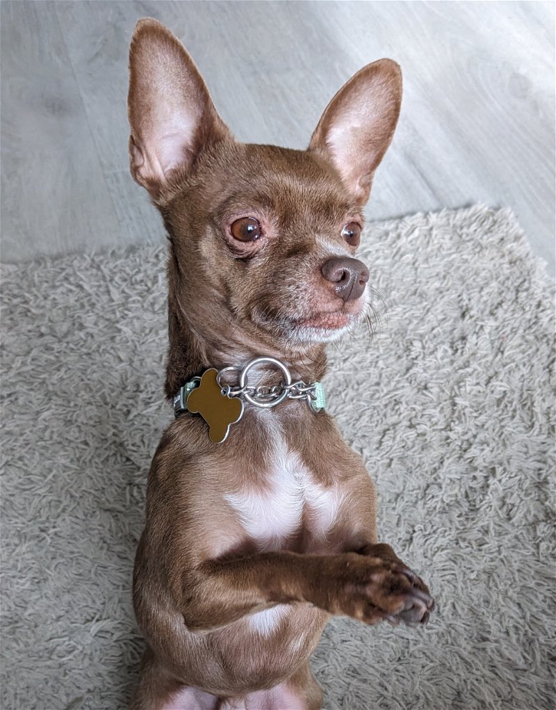 Dog Gone Seattle #Adopt tweet media