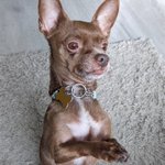 Photo by Dog Gone Seattle #Adopt (@DogGoneSeattle)