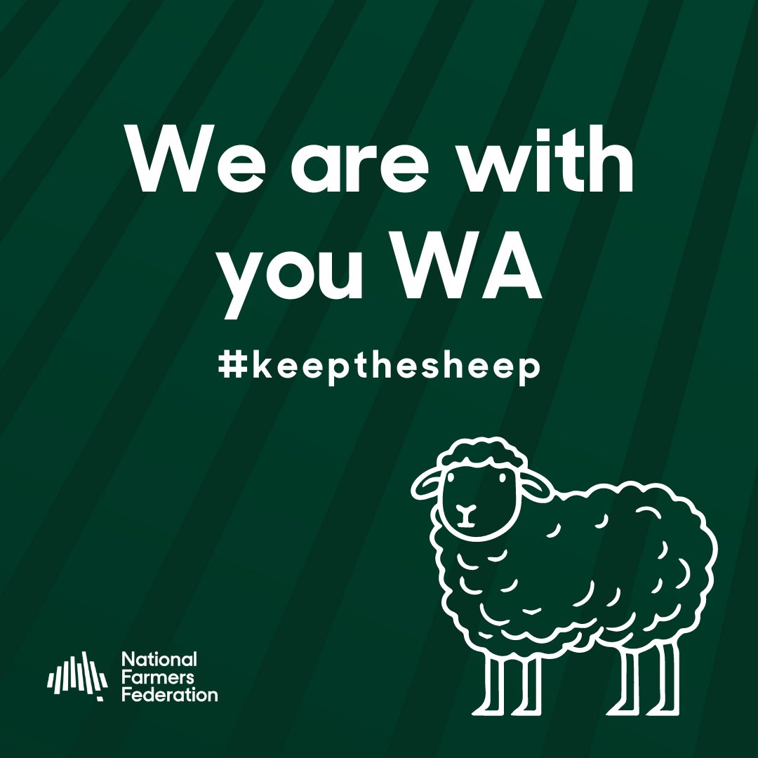 NationalFarmers's tweet image. Thousands expected to rally again in WA at the live sheep inquiry. We are with you WA 🤜🤛 #keepthesheep
 
🧵Follow along here…