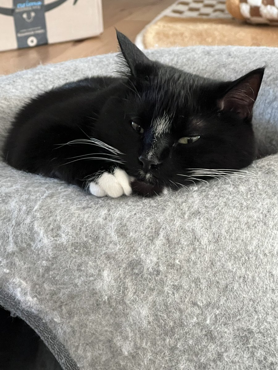 Mum tells me it’s my Burfday today. So I say happy Burfday to all my fur friends out there!! #catsontwitter #Cat #CatsOfTwitter