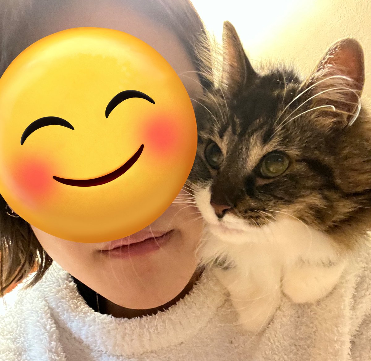 ori797725378065's tweet photo. 今日はすごく暑く、るなは今どうしてるんだろう😞長毛なので体調面もすごく心配で早く見つけて病院に連れて行ってあげたい😢 未だに目撃情報等の連絡は無しです。るなに会いたくて仕方ないです。保護して頂いてる方いませんか？警察署に届けてくれても構いません。
 #迷子猫  #京都市 https://t.co/sDsaf1uwB2